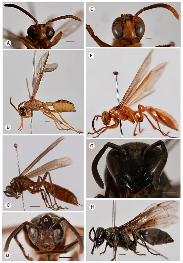 Some wasps from the Orinoco region of Colombia. A. Agelaia cajennensis, frontal view. Scale: 1 mm. B. A. cajennensis, lateral view. Scale: 1 mm. C. Apoica pallida, lateral view. Scale: 2 mm. D. A. pallida, frontal view. Scale: 2 mm. E. Apoica thoracia, frontal view. Scale: 2 mm. F. Apoica thoracica, lateral view. Scale: 2 mm. G. Polybia ignobilis, frontal view. Scale: 1 mm. H. P. ignobilis, lateral view. Scale: 1 mm. 