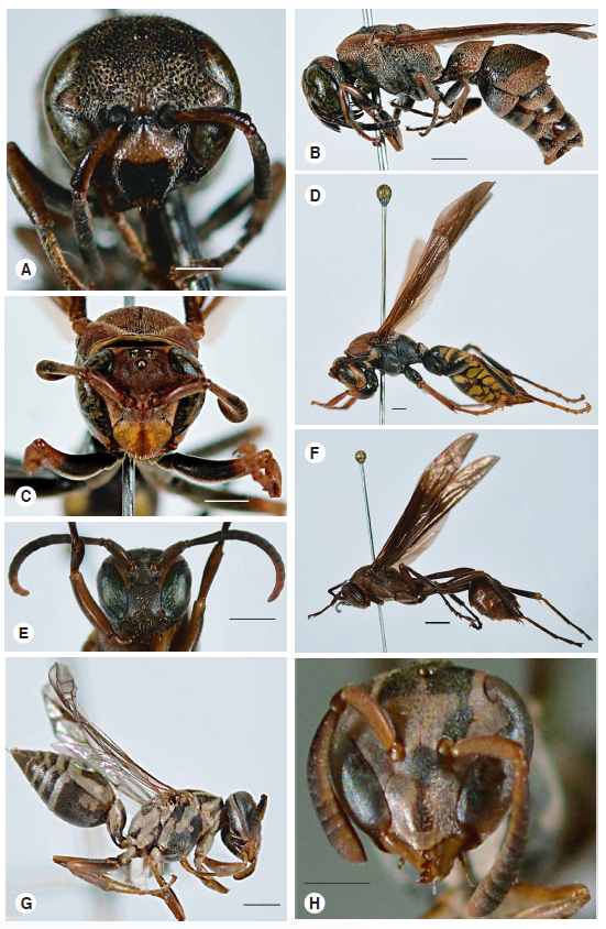 Some wasps from the Orinoco region of Colombia. A. Stenodynerus cf.  australis, frontal view. Scale: 0.5 mm. B. S. australis, lateral view. Scale: 1 mm. C. Polistes versicolor, frontal view. Scale: 1 mm. D. P. versicolor, lateral view. Scale: 1 mm. E. Mischocyttarus drewseni, frontal view. Scale: 1 mm. F. M. drewseni, lateral view. Scale: 2 mm. G. Protopolybia exigua, frontal view. Scale: 0.25 mm. H. P. exigua, lateral view. Scale: 1 mm. 
