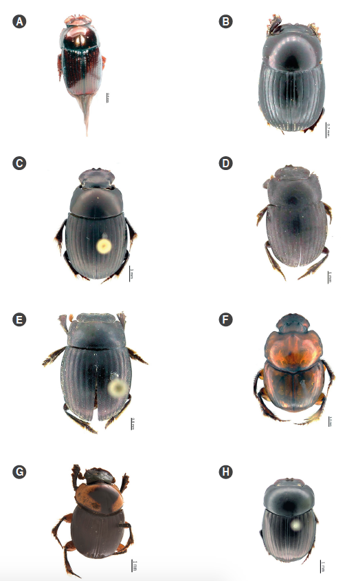Especies registradas en el Bosque Protector Oglán Alto, Pastaza, Ecuador. A. Anomiopus aff. foveicollis, B. Ateuchus scatimoides,C. Ateuchus connexus, D. Bdelyrus genieri, E. Bdelyrus lobatus, F. Canthidium onitoides, G. Canthidium aff. gerstackeri, H. Canthidium(Neocanthidium) sp. 1.