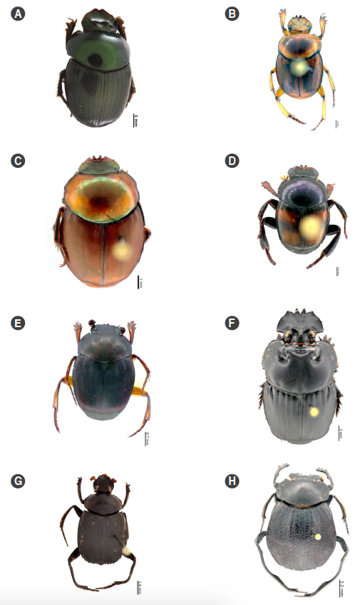 Especies registradas en el Bosque Protector Oglán Alto, Pastaza, Ecuador. A. Canthidium (Neocanthidium) sp. 2, B. Canthon ohausi, C. Canthon luteicollis, E. Canthon quadriguttatus, D. Canthon sericatus, G. Coprophanaeus telamon, macho, F. Deltochilum larseni, macho, H. Deltochilum  orbiculare macho.