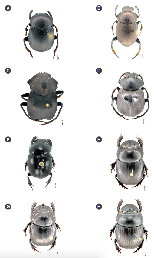 Especies registradas en el Bosque Protector Oglán Alto, Pastaza, Ecuador. A. Deltochilum crenulipes, macho. B. Deltochilum barbipes, C. Deltochilum carinatum, D. Deltochilum orbignyi amazonicum, macho. E. Dichotomius compressicollis, hembra. F. Dichotomius mamillatus, macho. G. Dichotomius ohausi, macho. H. Dichotomius podalirius. 