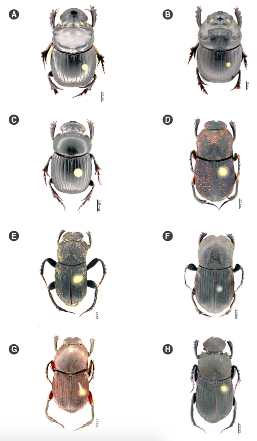 Especies registradas en el Bosque Protector Oglán Alto, Pastaza, Ecuador. A. Dichotomius quinquelobatus, macho, B. Dichotomius sp., C. Dichotomius aff. problematicus, D. Eurysternus caribaeus, E. Eurysternus cayennensis, F. Eurysternus foedus, G. Eurysternus hamaticollis, H. Eurysternus hypocrita. 