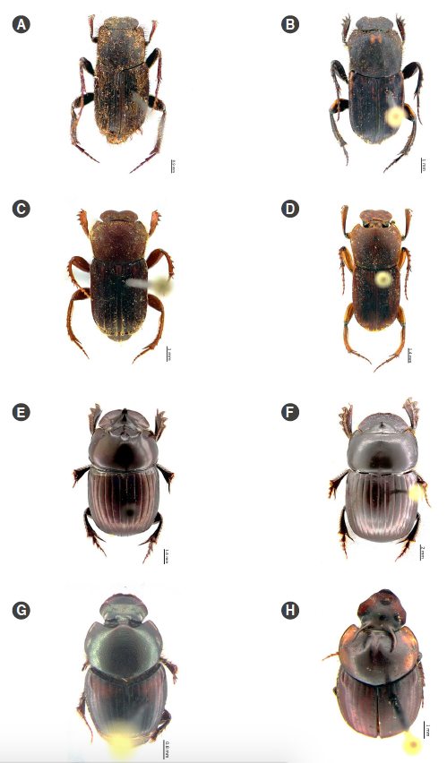 Especies registradas en el Bosque Protector Oglán Alto, Pastaza, Ecuador. A. Eurysternus lanuginosus, B. Eurysternus plebejus, C. Eurysternus vastiorum, D. Eurysternus wittmerorum, E. Ontherus diabolicus, macho, F. Ontherus pubens, G. Onthophagus rubrescens, macho, H. Onthophagus xanthomerus, macho.