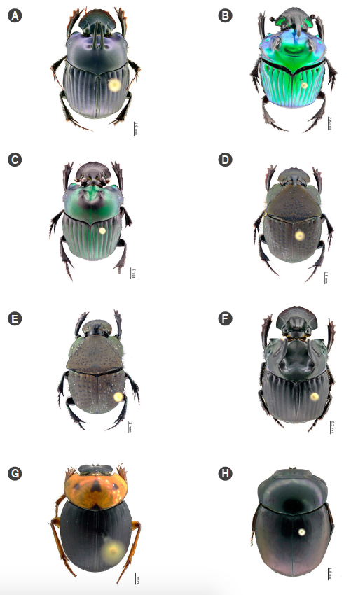 Especies registradas en el Bosque Protector Oglán Alto, Pastaza, Ecuador. A. Oxysternon spiniferum, macho, B. Oxysternon conspicillatum macho, C. Oxysternon silenus smaragdinum, macho, D. Phanaeus cambeforti, macho, E. Phanaeus chalcomelas macho, F. Phanaeus haroldi, macho, G. Scybalocanthon kaestneri, H. Sylvicanthon proseni.