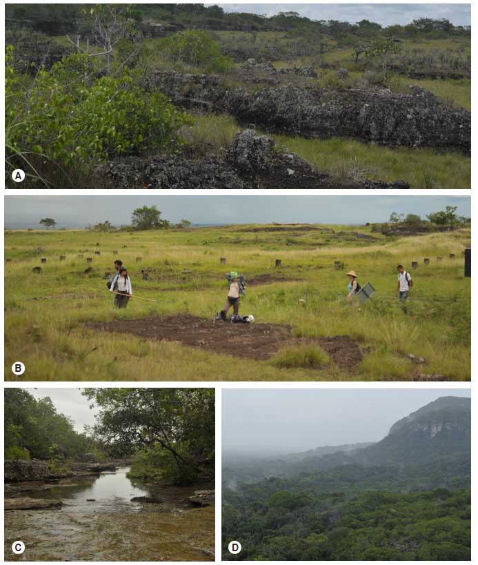 Types of vegetation present in San Jos&eacute; del Guaviare, Guaviare, Colombia. A. Paleozoic rocky outcrops and forest.B. Grasslands - savanna. C. Wetlands - flooded forest. D. Native forests - tropical wet forest.