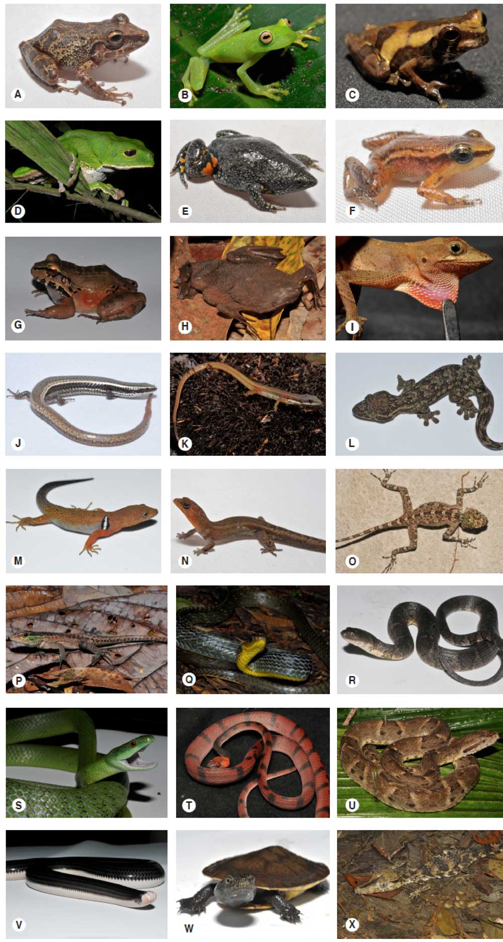 Some of the species of amphibians (frogs) and reptiles (lizards, snakes, crocodiles and turtles) recorded in San Jose del Guaviare, Guaviare, Colombia. Amphibians: A. Pristimantis vilarsi, B. Boana cinerascens, C. Dendropsophus parviceps, D. Phyllomedusa tarsius, E. Elachistocleis ovalis (nomen inquirendum), F. Hyloxalus picachos, G. Leptodactylus knudseni, H. Pipa pipa. Reptiles: I. Anolis scypheus, J. Gymnophthalmus leucomystax, K. Cercosaura argula, L. Thecadactylus rapicauda, M. Gonatodes riveroi, N. Lepidoblepharis nukak, O. Plica aff. plica, P. Kentropyx pelviceps, Q. Chironius scurrulus, R. Helicops angulatus, S. Philodryas viridissima, T. Siphlophis compressus, U. Bothrops atrox, V. Amerotyphlops reticulatus, W. Podocnemis unifilis, X. Paleosuchus trigonatus. Photos: Guido F. Medina-Rangel.
			