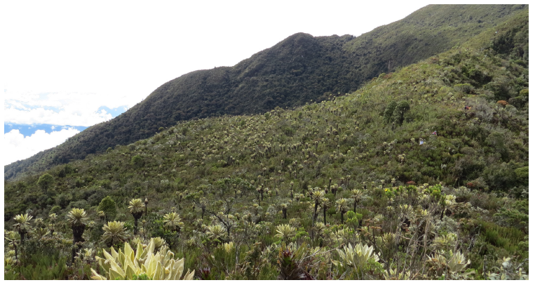 Cerro Plateado, municipio de Salgar, Antioquia, Colombia, perteneciente al complejo Frontino-Urrao (3700 m s. n.m.). Fotograf&iacute;a: Sergio Chaparro-Herrera. 
			