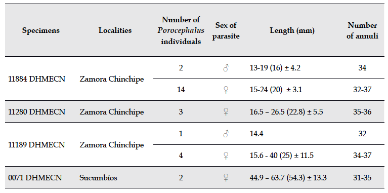 Sex, measurements and number of annuli of Porocephalus species found in specimens of Epicrates cenchria cenchria from Ecuador. Min-max (average) &plusmn; standard deviation.
		  