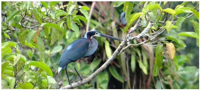 Agami Heron (Agamia agami), in Tambococha, Yasuní National Park, Ecuador.