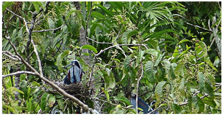 Nesting area of Agami Heron (Agamia agami) in the Amazon Rainforest, Tambococha, Yasuní National Park, Ecuador.