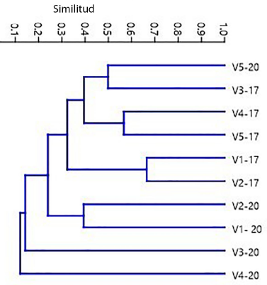 Grado de similitud en los patrones de cobertura de las especies de plantas acuáticas en las lagunas Verdes, volcán Chiles, Ecuador. La simbología de la figura responde al nombre de la laguna (v= verde) y al año en el que fue realizado el estudio (2017 - 2000).