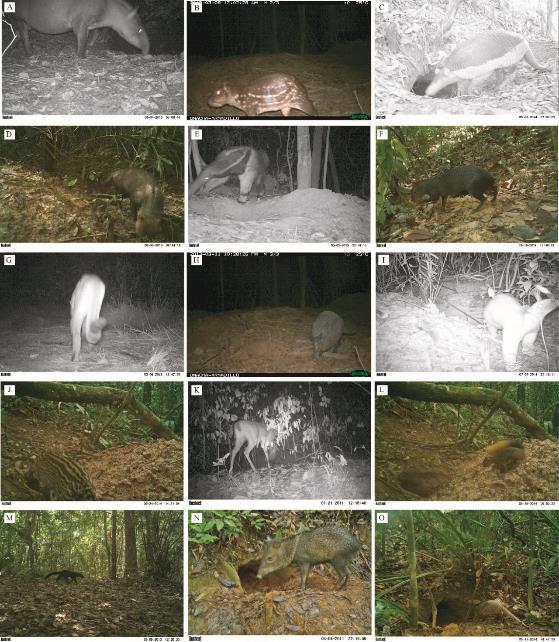 Mammals recorded with camera traps at the mid Planas River basin, Puerto Gaitán, Meta, Colombia. A) Tapirus terrestris, B) Cuniculus paca, C) Priodontes maximus, D) Speothos venaticus, E) Myrmecophaga tridactyla, F) Dasyprocta fuliginosa, G) Puma concolor, H) Dasypus pastasae, I) Tamandua tetradactyla, J) Leopardus pardalis, E) Odocoileus cariacou, L) Notosciurus cf. granatensis, M) Eira barbara, N) Pecari tajacu, and O) Dasypus sabanicola.