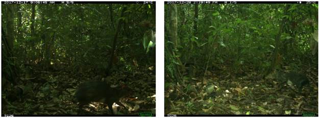 Condición de leucismo en individuo de Dasyprocta fuliginosa en Santa Elena, Sucumbíos, Ecuador. a, mancha blanquecina en el flanco derecho. b, mancha blanquecina en el flanco izquierdo.