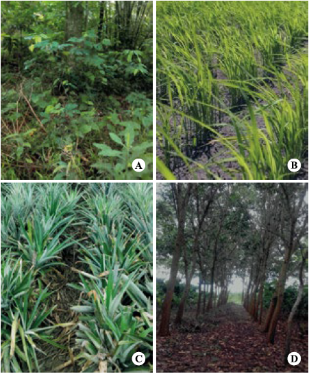 Land use patterns: a) Secondary forest (T1). b) Rice monoculture (T2). c) Pineapple monoculture (T3). d) Agroforestry system of Theobroma cacao associated with Acacia mangium (T4).