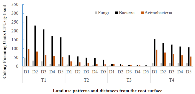 Influence of different land use type and distance from the root surface on microbial population: Fungi x 103; bacteria &times;106; actinobacteria x 104 CFU g-1 soil. Land use types: T1= secondary forest; T2= rice monoculture; T3= pineapple monoculture and T4= agroforestry system of Theobroma cacao associated with Acacia mangium. Distances from the root surface: D1: 0-10 cm, D2: 10-20 cm, D3: 20-30 cm, D4: 30-40 cm, D5: 40-50 cm of each land use types.