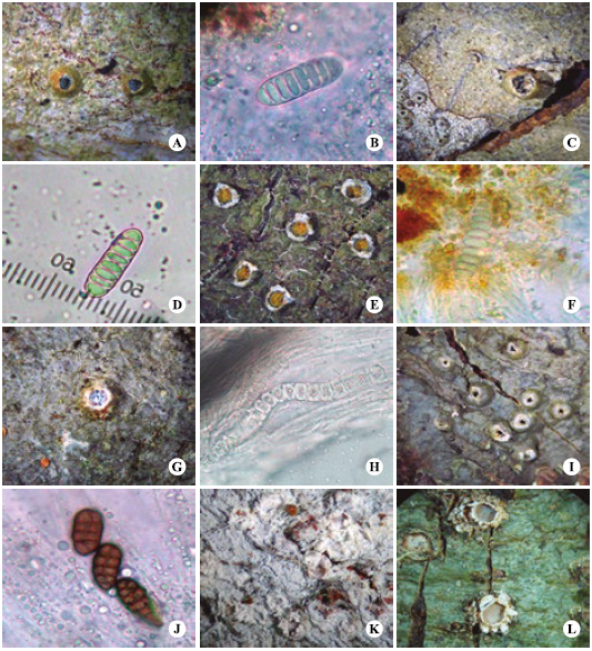 Talos y esporas de los nuevos reportes de la familia Graphidaceae A y B) Ampliotrema amplius. C) A. discolor. D) ascosporas de A. discolor. E) A. lepadinoides. F) ascosporas de A. lepadinoides. G) apotecios de A. palaeoamplius. H) ascospora de A. palaeoamplius. I) apotecios de A. panamense. J) ascosporas de A. panamense. K) apotecios de Chapsa diplochistoides. L) apotecios de C. sublilacina.