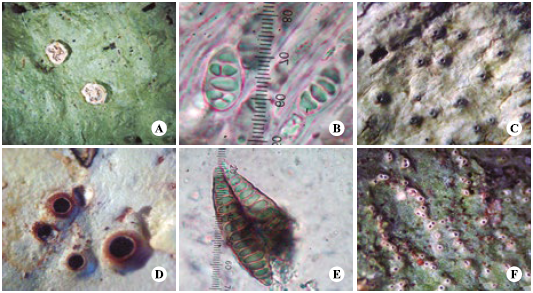 Talos y ascosporas de A) apotecios de Stegobolus wrightii. B) ascosporas de S. wrightii. C) apotecios de Thelotrema monosporum. D) apotecios de T. pachysporum. E) ascosporas de T. pachysporum. F) talo de Wirthiotrema duplomarginatum.