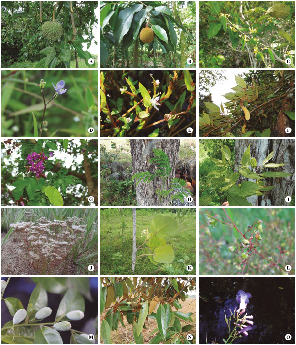 Fotografías de los nuevos registros para la flora vascular de Colombia, recolectadas en la Orinoquía, departamento de Arauca. A) D. riberensis, B) T. duckei, C) T. medinae, D) M. burchellii, E) Murdannia aff. M. triquetra, F) M. tovarense, G) M. crucisrubierae, H) E. barinense, I) C. aromatica, J) P. corymbosa var. brasiliensis K) C. africana, L) P. microphyllus, M) D. cyanocarpa N) N. bartlettiana, O) J. orinocensis. Fotografías m y o F. Castro-Lima.