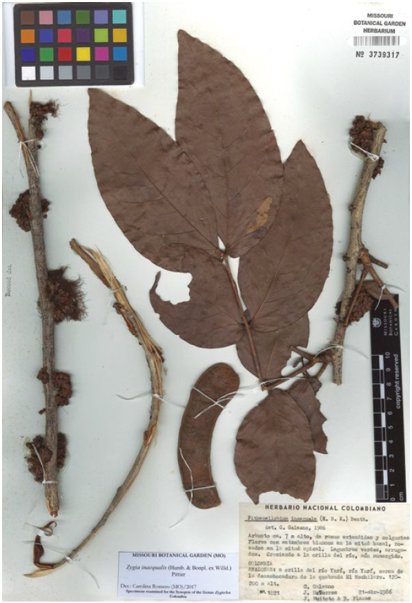 Zygia inaequalis (Humb. & Bonpl. ex Willd.) Pittier, Galeano, Torres, Huitoto & Plazas 1021 (MO).