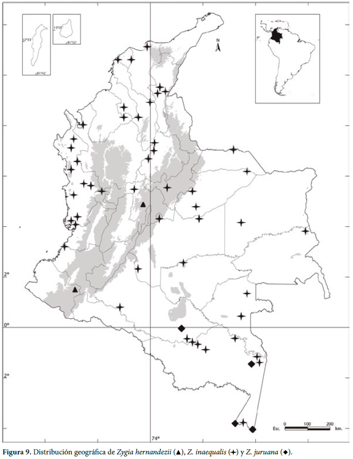 Distribución geográfica de Zygia hernandezii ( ), Z. inaequalis ( ) y Z. juruana ( ).