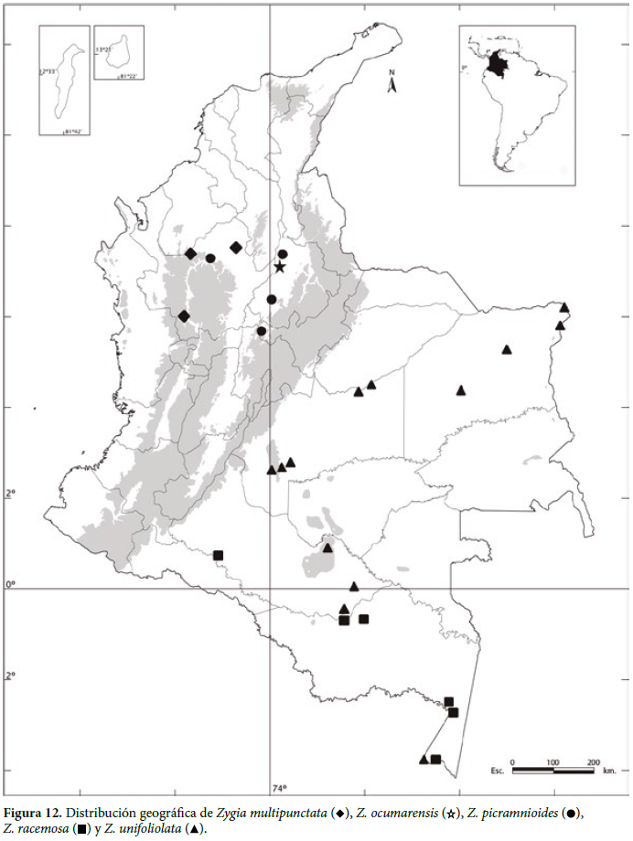 Distribución geográfica de Zygia multipunctata ( ), Z. ocumarensis ( ), Z. picramnioides ( ), Z. racemosa ( ) y Z. unifoliolata ( ).