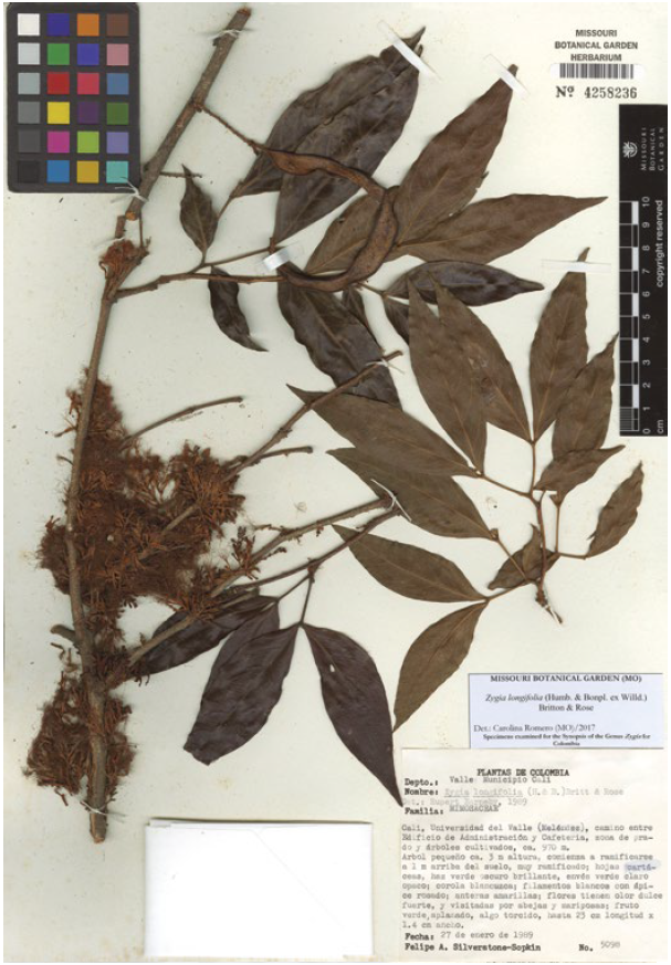 Zygia longifolia (Humb. & Bonpl. ex Willd.) Britton & Rose, Silverstone-Sopkin 5098 (MO).