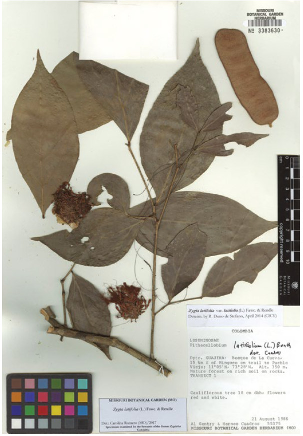 Zygia latifolia (L.) Fawc. & Rendle, Gentry & Cuadros 55375 (MO).