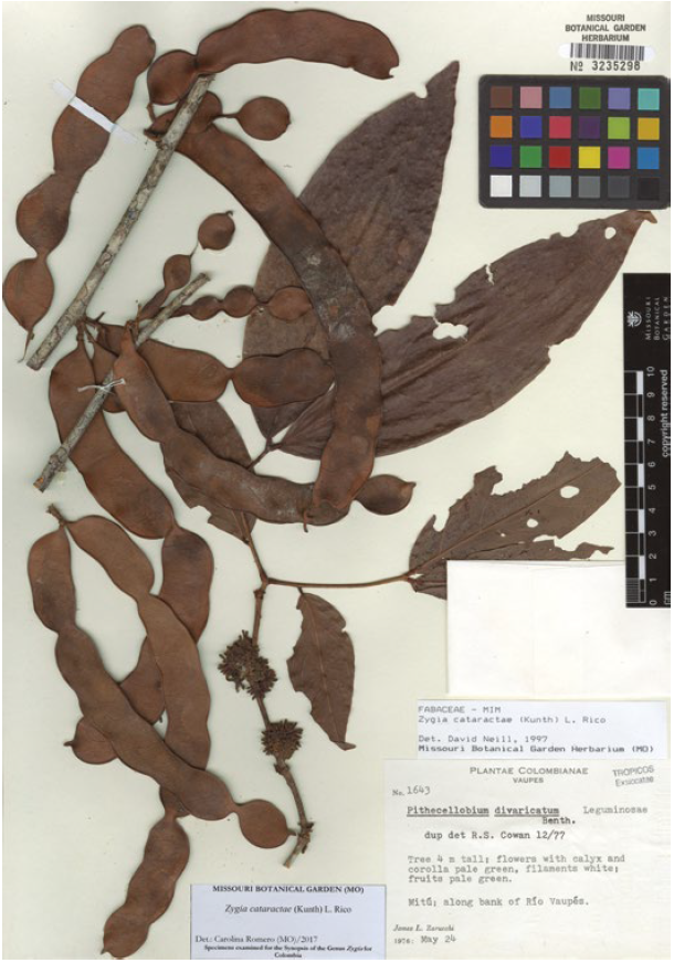 Zygia cataractae (Kunth) L. Rico, Zarucchi 1643 (MO).