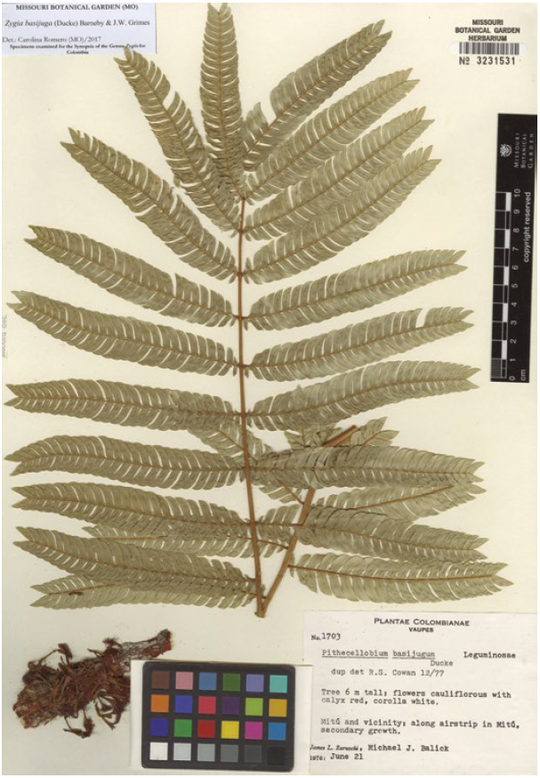 Zygia basijuga (Ducke) Barneby & J.W. Grimes, Zarucchi & Balick 1703 (MO).