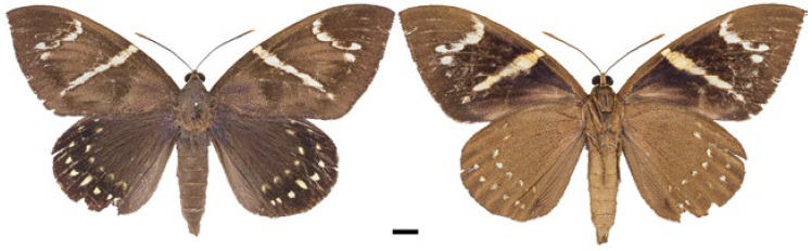 Macho, Eupalamides guyanensis (IAvH-E-163305). A la izquierda vista dorsal, a la derecha vista ventral.