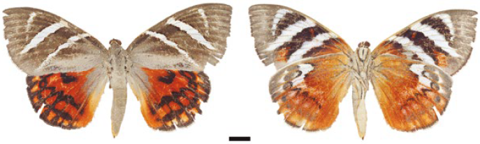Hembra, Castnia invaria volitans (IAvH-E-41494). A la izquierda vista dorsal, a la derecha vista ventral.