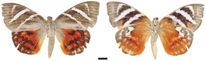 Macho Castnia invaria volitans (IAvH-E-108856). A la izquierda vista dorsal, a la derecha vista ventral.