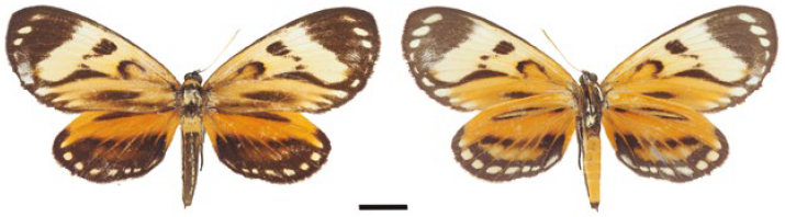 Hembra, Prometheus ecuatoria (IAvH-E-6639). A la izquierda vista dorsal, a la derecha vista ventral.