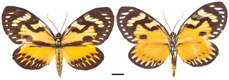 Hembra Prometheus zagraea (IAvH-E-3978). A la izquierda vista dorsal, a la derecha vista ventral.