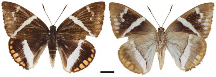 Macho Telchin atymnius (IAvH-E-153776). A la izquierda vista dorsal, a la derecha vista ventral.