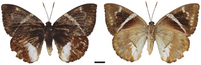 Hembra, Telchin evalthe (IAvH-E-153401). A la izquierda vista dorsal, a la derecha vista ventral.
