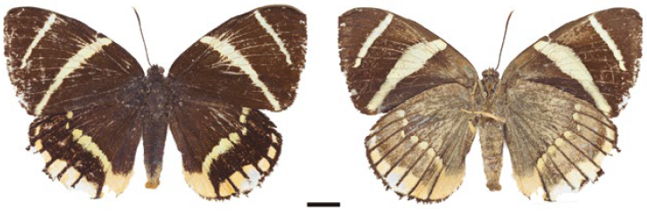 Macho, Telchin licus IAvH-E-153402. A la izquierda vista dorsal, a la derecha vista ventral.