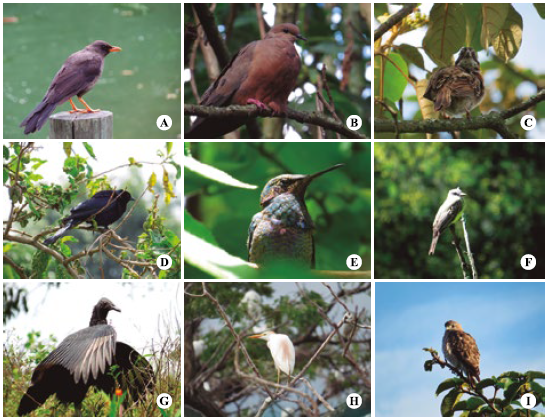 Algunas de las especies registradas a lo largo del río Fucha, Bogotá. A) Mirlo grande (Turdus fuscater), B) Torcaza (Zenaida auriculata), C) Copetón (Zonotrichia capensis), D) Macho de chamón (Molothrus bonariensis), E) Inmaduro de orejivioleta vientriazul (Colibri coruscans), F) Tirano tropical (Tyrannus melancholicus), G) Zopilote negro (Coragyps atratus), H) Garza bueyera (Bubulcus ibis), I) Busardo aliancho (Buteo platypterus). Fotografías: Sergio Chaparro-Herrera©.