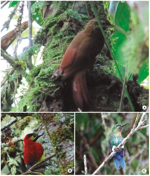 Tres especies con registros &uacute;nicos en el PNN Farallones de Cali, donde existen los mayores vac&iacute;os de informaci&oacute;n para el municipio de Santiago de Cali. A) Drymotoxeres pucheranii (des Murs, 1849). B) Colaptes rivolii (Boissonneau, 1840). C) Eriocnemis vestita (Lesson, 1838). Fotos: A-Juan Ort&iacute;z; B y C- Danny Leandro Mora.