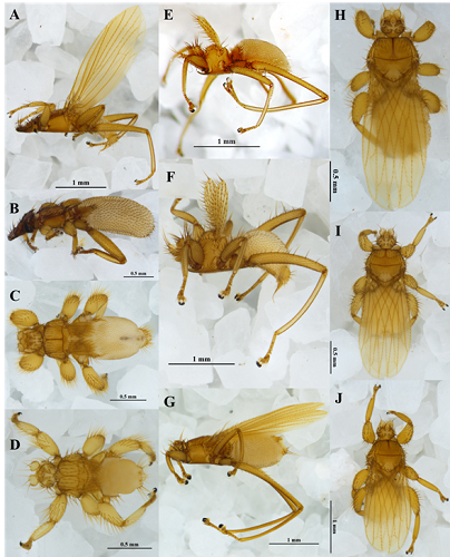 Species of Streblidae occurring in dry forest in vereda El Carbonero (Santander de Quilichao, Cauca, Colombia). Streblinae: A, Anastrebla modestini; B, Metelasmus pseudopterus. Trichobiinae: C, Aspidoptera delatorrei; D, Exastinion clovisi; E, Megistopoda aranea; F, Megistopoda proxima; G, Paratrichobius longicrus; H, Trichobius costalimai; I, Trichobius joblingi; J, Trichobius longipes.