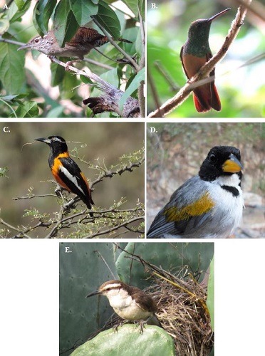 Especies focales de aves importantes para la conservación en el Cañón del Chicamocha, Colombia. A, cucarachero de Nicéforo (Thryophilus nicefori); B, amazilia ventricastaño (Amazilia castaneiventris); C, turpial guajiro (Icterus icterus); D, pinzón alidorado (Arremon schlegeli canidorsum); E, cucarachero chupahuevos (Campylorhynchus griseus bicolor).