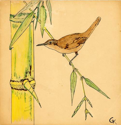 Dibujo Cucarachero (Troglodytes aedon). Autor: Gustavo H. Kattan