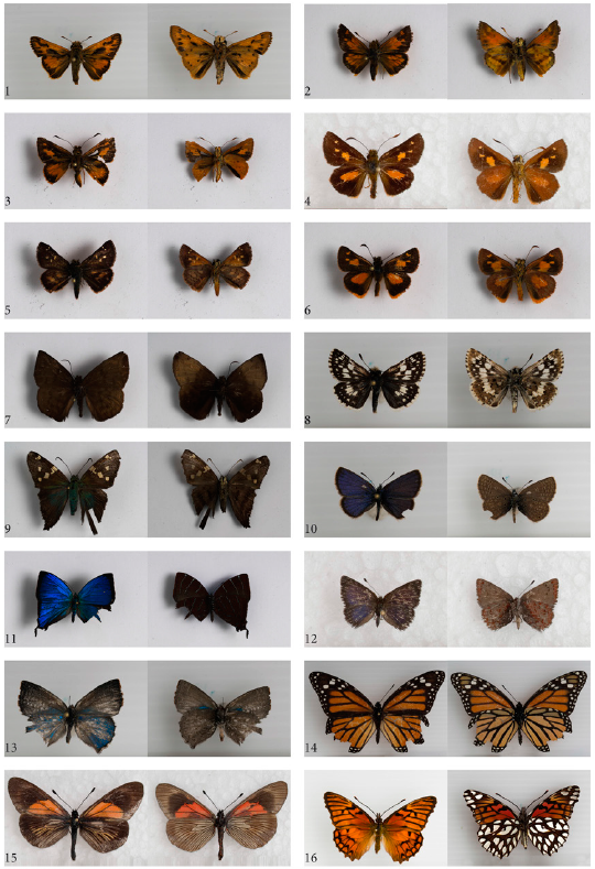 1. Hylephila phyleus 2. Poanes azin, 3. Zalomes biforis, 4. Dalla caenides, 5. Dalla agathocles agathocles, 6. Dalla connexa, 7. Achlyodes pallida, 8. Pyrgus adepta, 9. Urbanus proteus, 10. Hylephila phyleus, 11. Micandra aegides, 12. Rhamma anosma, 13. Rhamma aria, 14. Danaus plexippus megalippe, 15. Altinote trinacria trinacria, 16. Dione glycera.