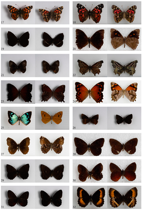 17. Vanessa carye, 18. Vanessa virginiensis, 19. Altopedaliodes cocytia, 20. Corades medeba columbina, 21. Eretris porphyria, 22. Junea doraete doraete, 23. Lasiophila circe circe, 24. Lasiophila zapatosa, 25. Lymanopoda samius samius, 26. Manerebia levana, 27. Panyapedaliodes drymaea, 28. Pedaliodes phoenissa, 29. Pedaliodes empusa, 30. Pedaliodes ferralitis, 31. Pedaliodes manis 32. Pedaliodes phaea