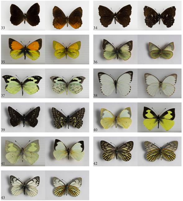 33. Pedaliodes polla, 34. Steremnia pronophila pronophila, 35. Colias dimera (macho), 36. Colias dimera (hembra), 37. Lieinix nemesis, 38. Ascia monuste, 39. Catasticta semiramis semiramis, 40. Leptophobia eleone eleone, 41. Leptophobia aripa aripa, 42. Tatochila xanthodice (hembra), 43. Tatochila xanthodice (macho).