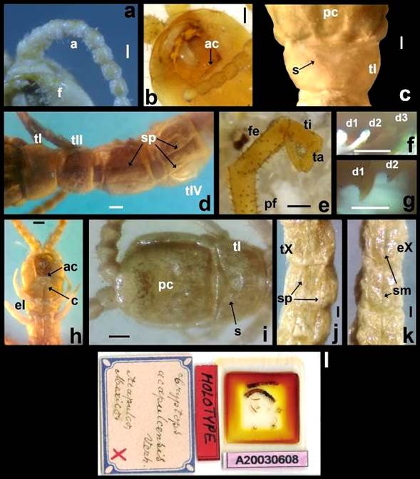 Holotipos de especies del género Cryptops para México. Cryptops nautiphilus: a, detalle de la antena izquierda y forcípula, vista ventral; b, parte anterior del coxosternito; c, sutura en el terguito I; d, suturas paramedianas en terguitos de la parte anterior del cuerpo; e, pata terminal derecha, vista medial; f, detalle de los dientes de la tibia; g,tarso de la pata terminal derecha. Cryptops orizaba: h, parte anterior del coxosternito y primeros esternitos; i, placa cefálica y primer terguito con suturas; j, suturas paramedianas en terguitos X al XII; k, esternitos X a XII con sutura longitudinal media. Cryptops acapulcensis: l, preparación en portaobjetos del holotipo depositado en la ZSM (foto cortesía: Stefan Friedrich). Abreviaturas: a, antena; f, forcípula; ac, parte anterior del coxosternito; c, coxosternito forcipular; s, sutura; pc, placa cefálica; tI, terguito I; tII, terguito II; tIV, terguito IV; tX, terguito X; sp, suturas paramedianas; eI, esternito I; eX, esternito X; sm, suturas longitudinales media; d1, diente 1; d2, diente 2; d3, diente 3; pf, prefémur; fe, fémur; ti, tibia; ta, tarso. Marca de escala: 0.1 mm (Figuras 1a-1b, 1f y 1g), 0.2 mm (Figuras 1d, 1e y 1h-1l).
