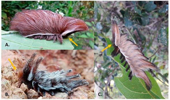 Larvas de Podalia orsilochus en diferentes pa&iacute;ses americanos. La flecha se&ntilde;ala la cabeza. (Fotograf&iacute;as publicadas con permiso de los respectivos autores- en par&eacute;ntesis). A, Xer&eacute;m, Duque de Caxias, Rio de Janeiro, Brasil (&copy; Diogo Luiz); B, Pajarito, Boyac&aacute;, Colombia (&copy;Lucy Edith Yory); C, Candelaria, Misiones, Argentina (&copy;Patricio Mantinian). Espec&iacute;menes identificados por Milena Casaf&uacute;s.
