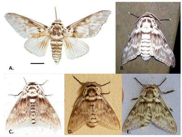 Ejemplares de Podalia orsilochus. A, Macho con las alas extendidas. Escala de 1 cm; B, Ejemplar fotografiado en el sitio de estudio, atra&iacute;do por la trampa de luz (foto: &copy;Liliana Prada); C. Quibd&oacute;, Choc&oacute; (fotograf&iacute;a: Rodrigo Bernal); D, Yotoco, Valle del Cauca (foto: Gloria Galeano); E, Montenegro, Quind&iacute;o (foto: Rodrigo Bernal).