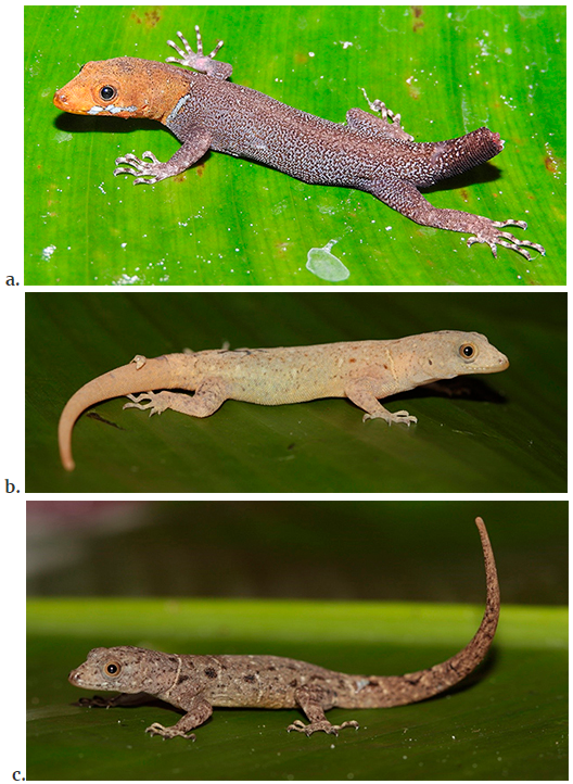 Gonatodes albogularis. A, male specimen (SINCHI-R-389); B, female specimen with leucism (SINCHI-R-538); C, female with normal coloration (SINCHI-R-541). The three specimens are from Inírida, eastern Colombia.