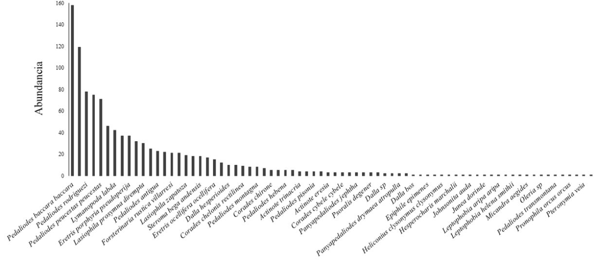 Distribuci&oacute;n de la abundancia de las especies de mariposas encontradas en la Reserva Forestal El Romeral, Antioquia, Colombia.